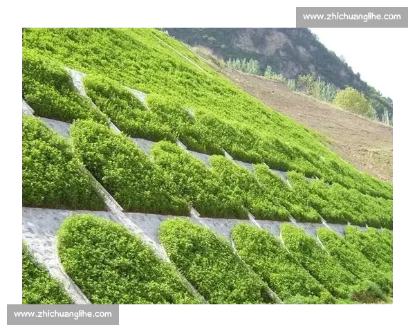 打造绿色生态美景的草皮养护与景观设计全攻略